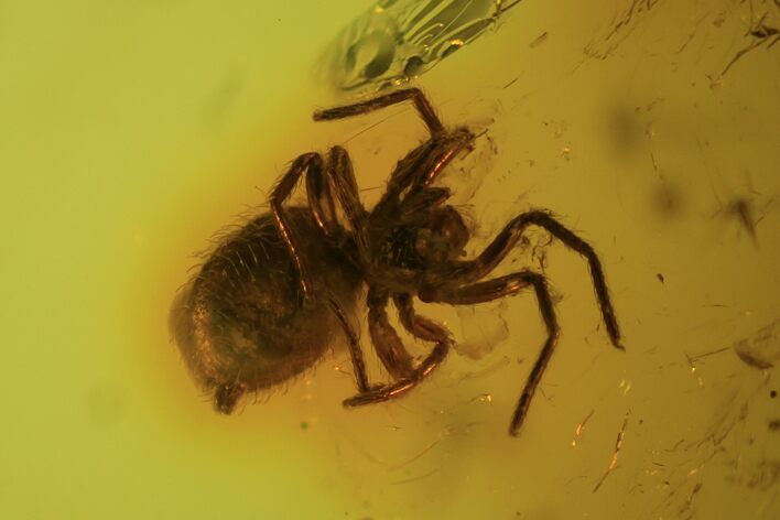 Detailed Fossil Spider (Aranea) In Baltic Amber #87061